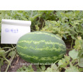 NW121 Houhu ovale Form Streifen Wassermelone Samen China